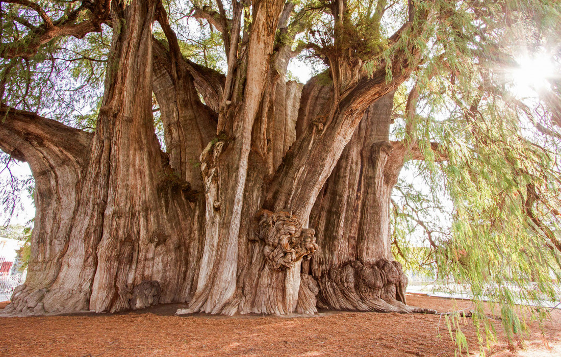 arbol-tule-oaxaca-comer-comida