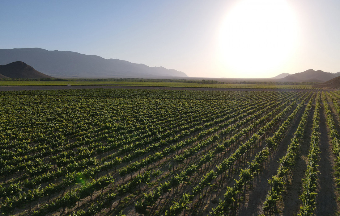 coahuila-vinos-vinedos