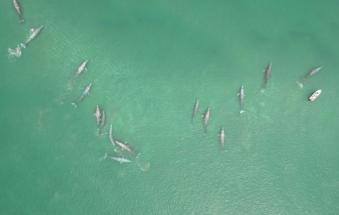 puerto-chale-ballenas-baja-sur