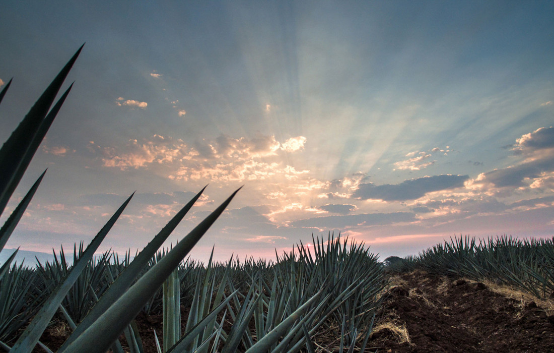 tequila-jalisco-pueblo-experiencias